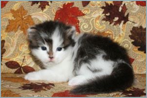 Male Siberian Kitten from Deedlebug Siberians